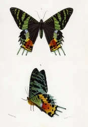 Urania Riphaeus, 1869 (gravure colorée à la main)